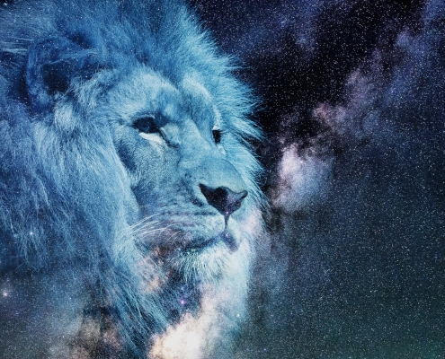 lion-2400168_1920
