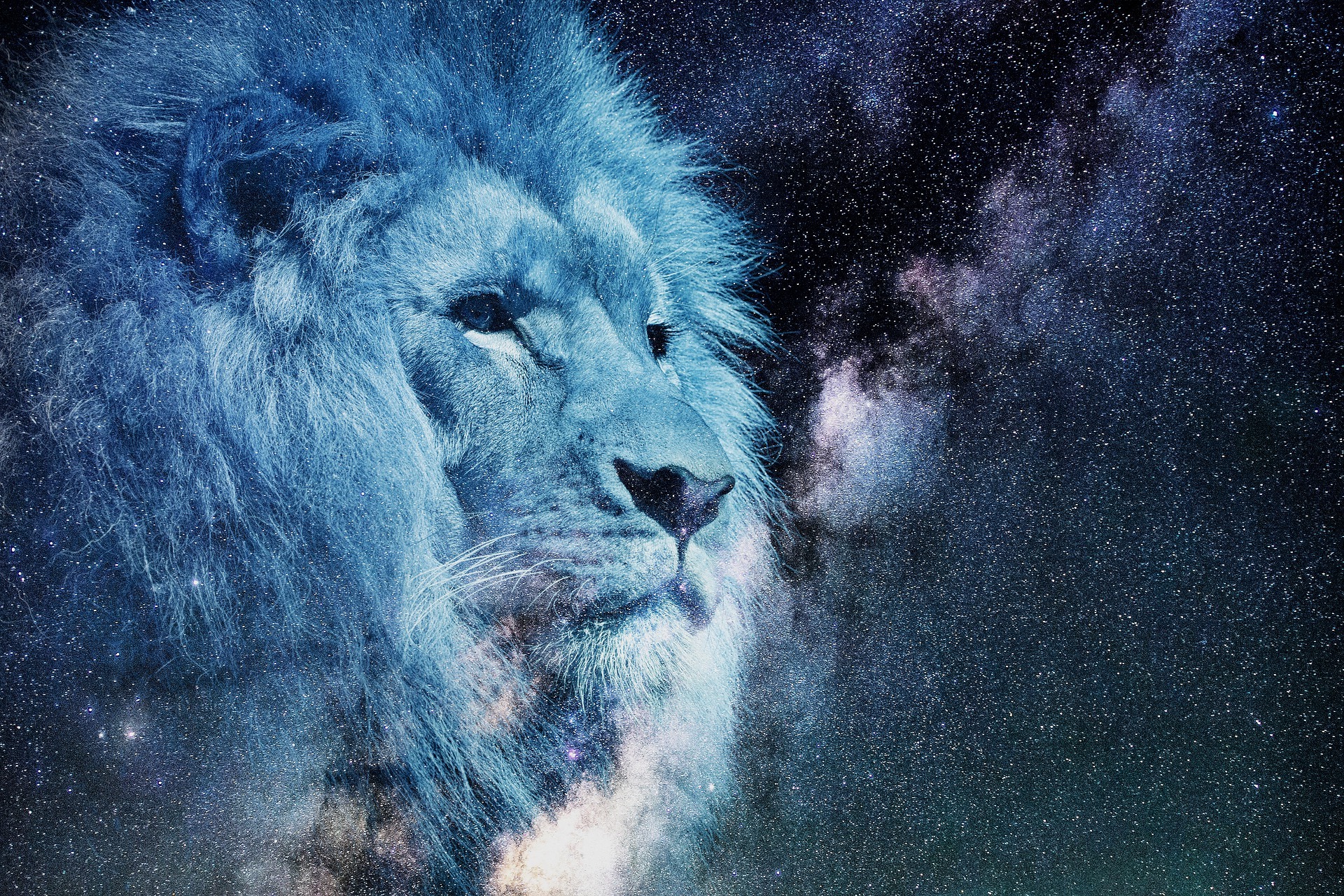 lion-2400168_1920