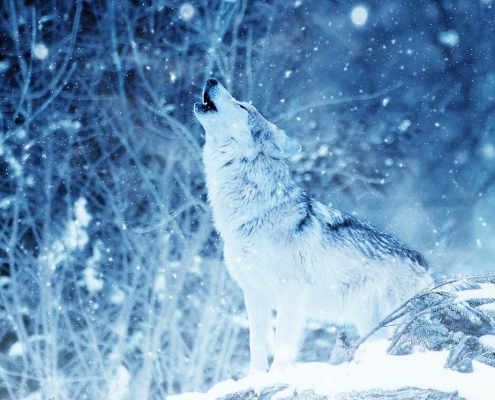 wolf-2288533_1280